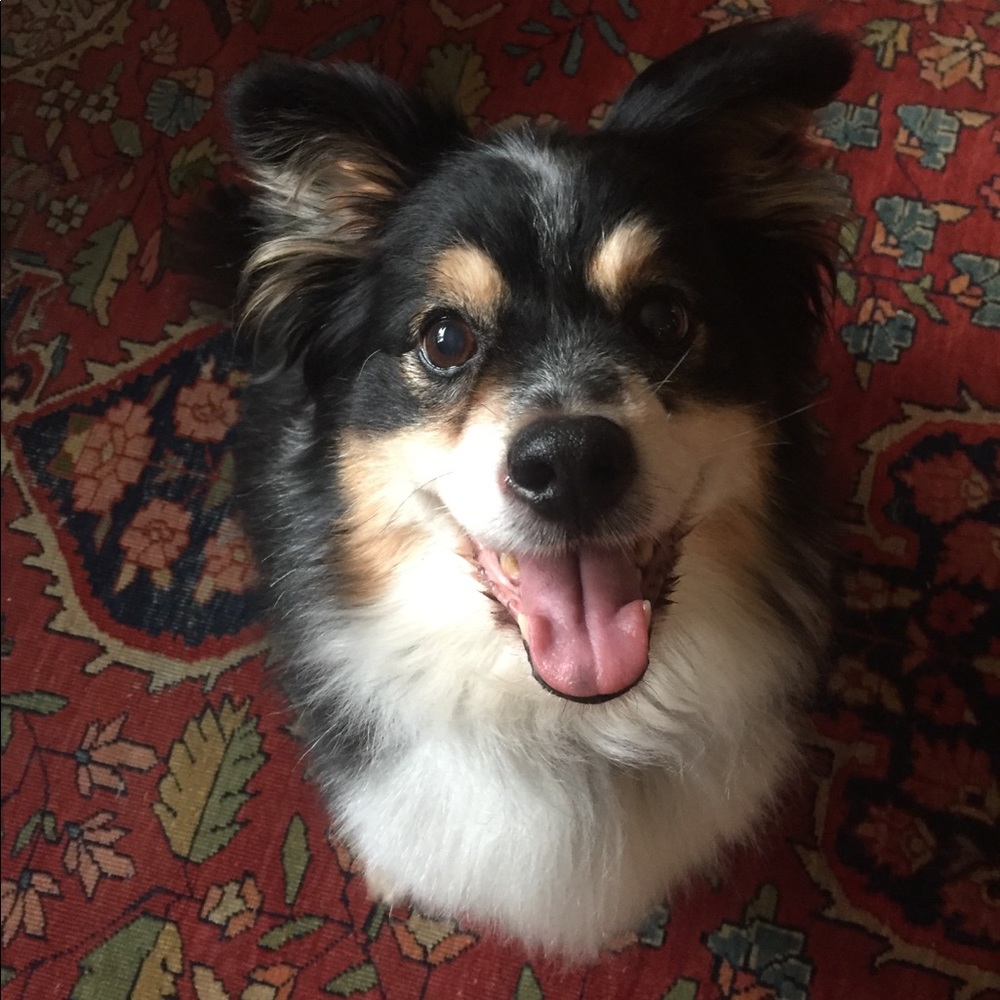 Meet your Posher, Rae - Picture 4 of 4